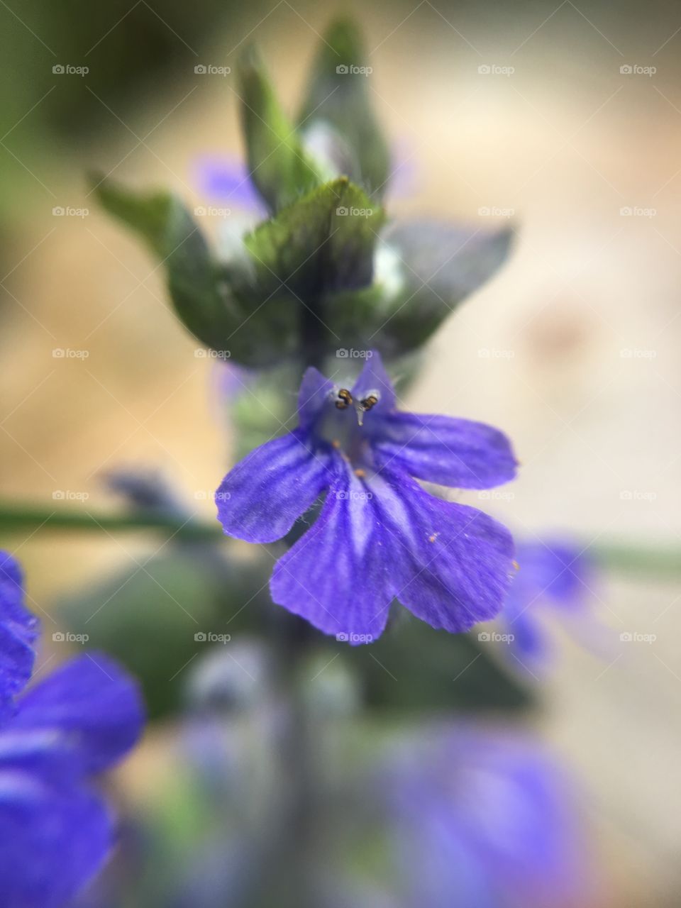 Blue flower