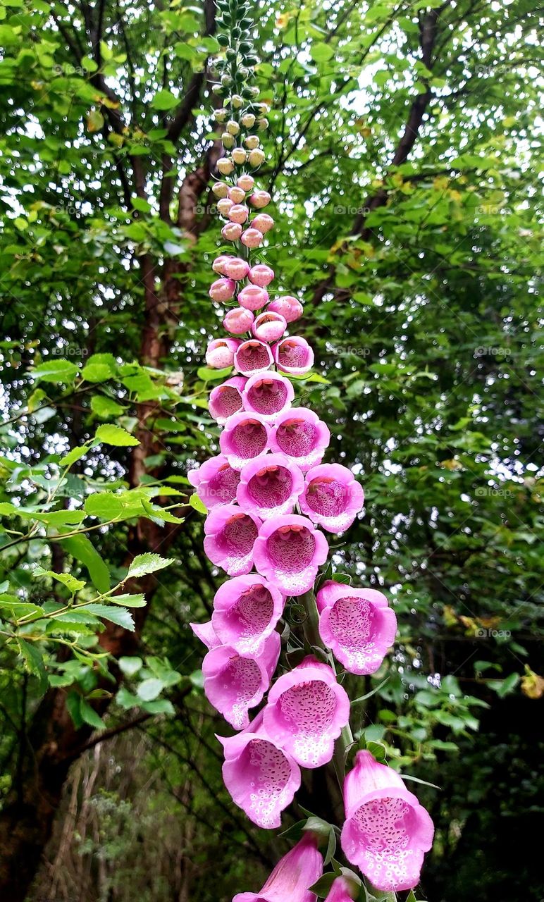 foxglove flowers