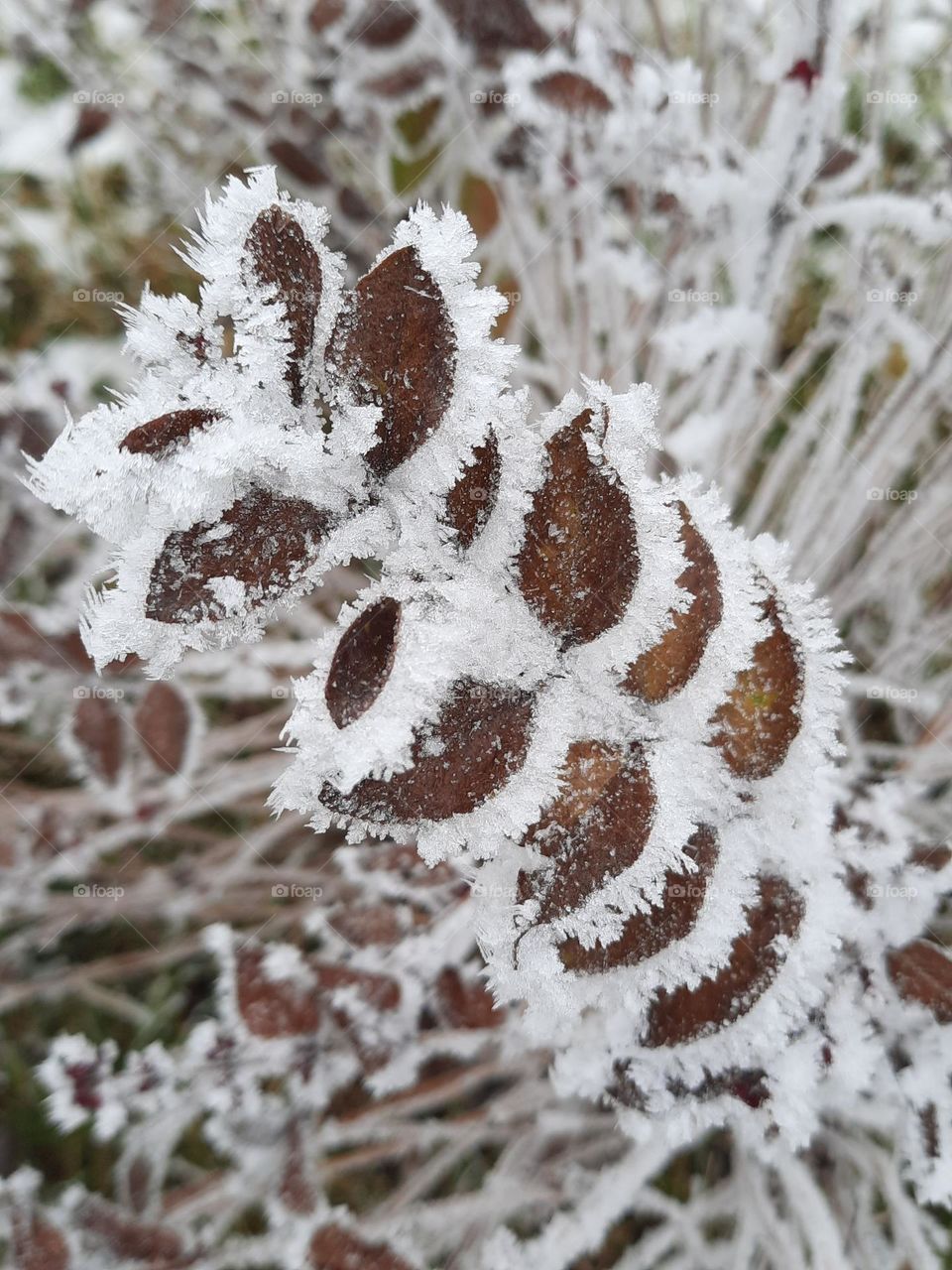 thick frost covering and sticking leaves