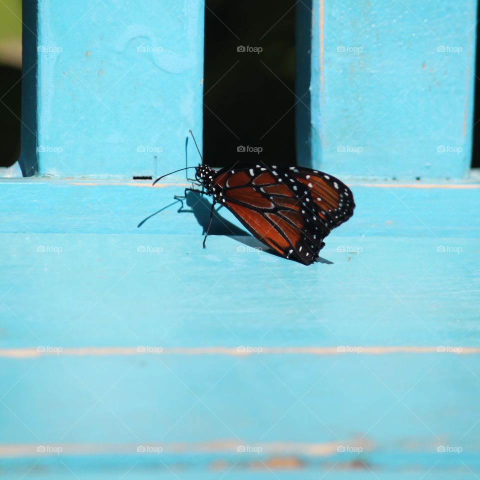 Bright turquoise bench and orange butterfly