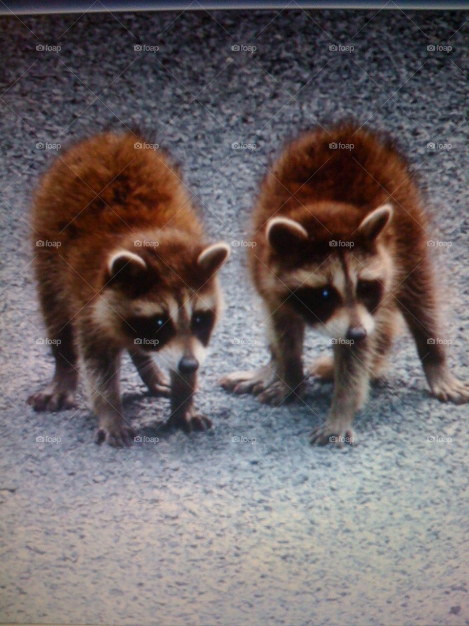 Two masked bandits in our driveway