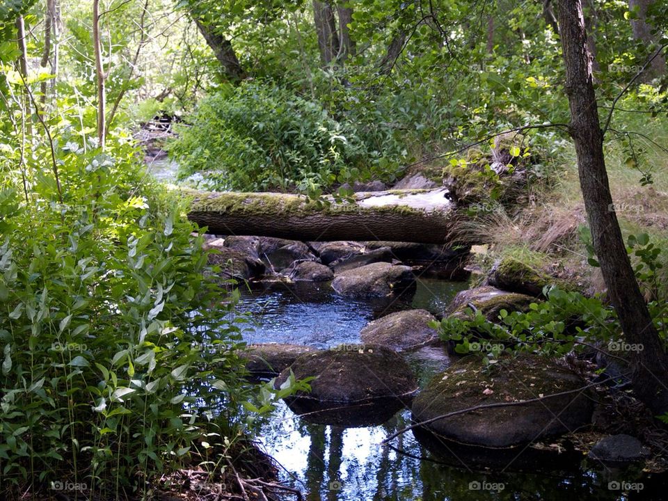 Bäck i skogen