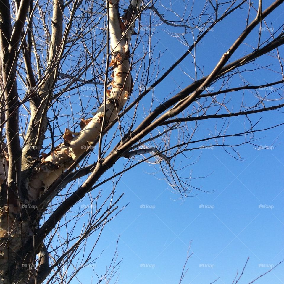 Tree and Sky
