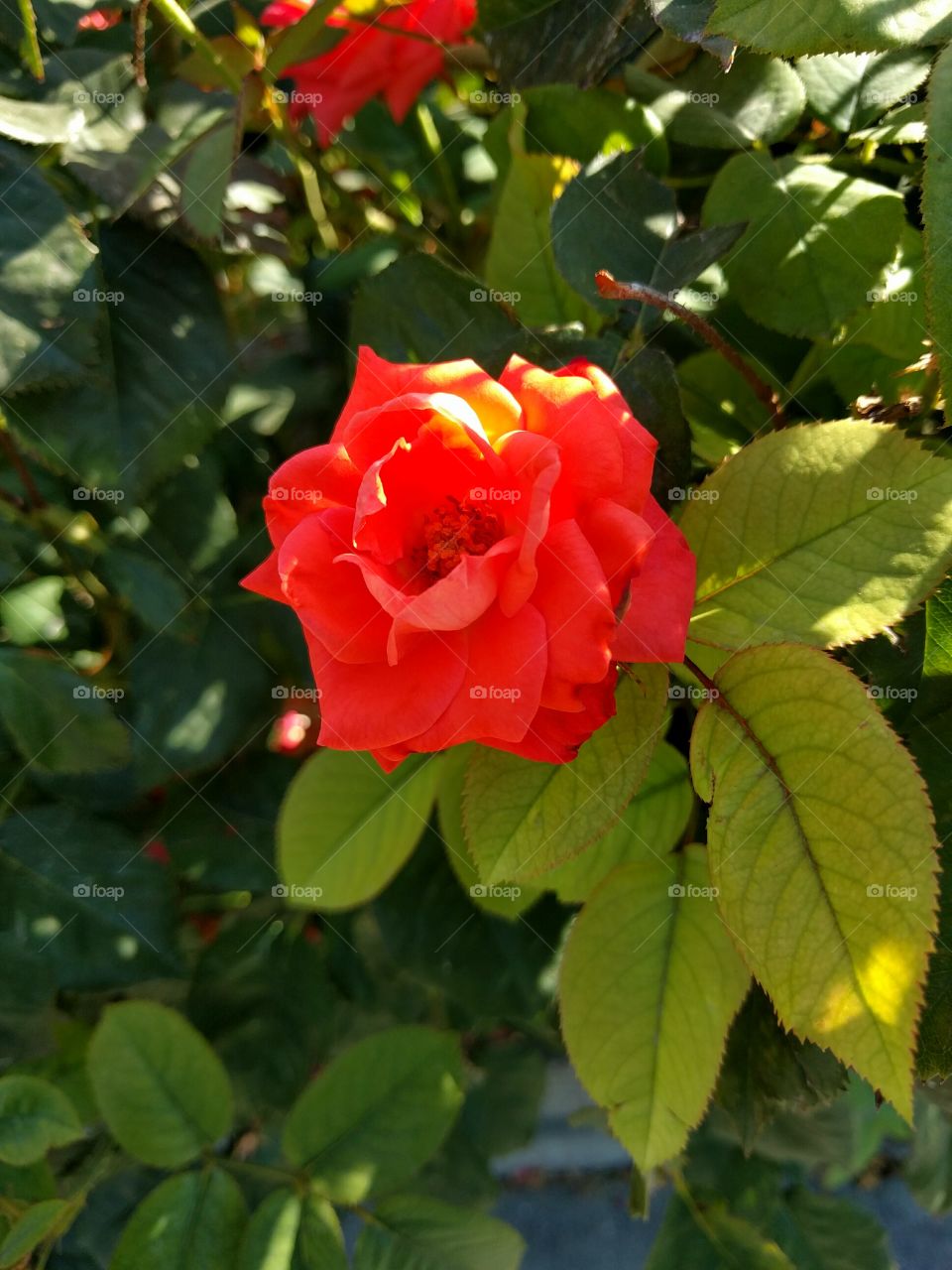 Single Scarlet Rose
