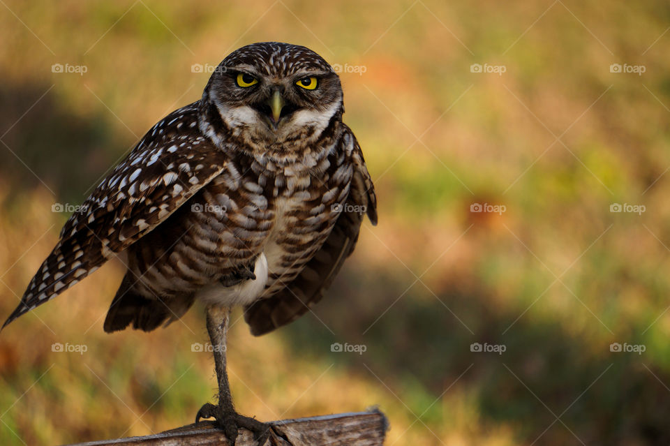 owl