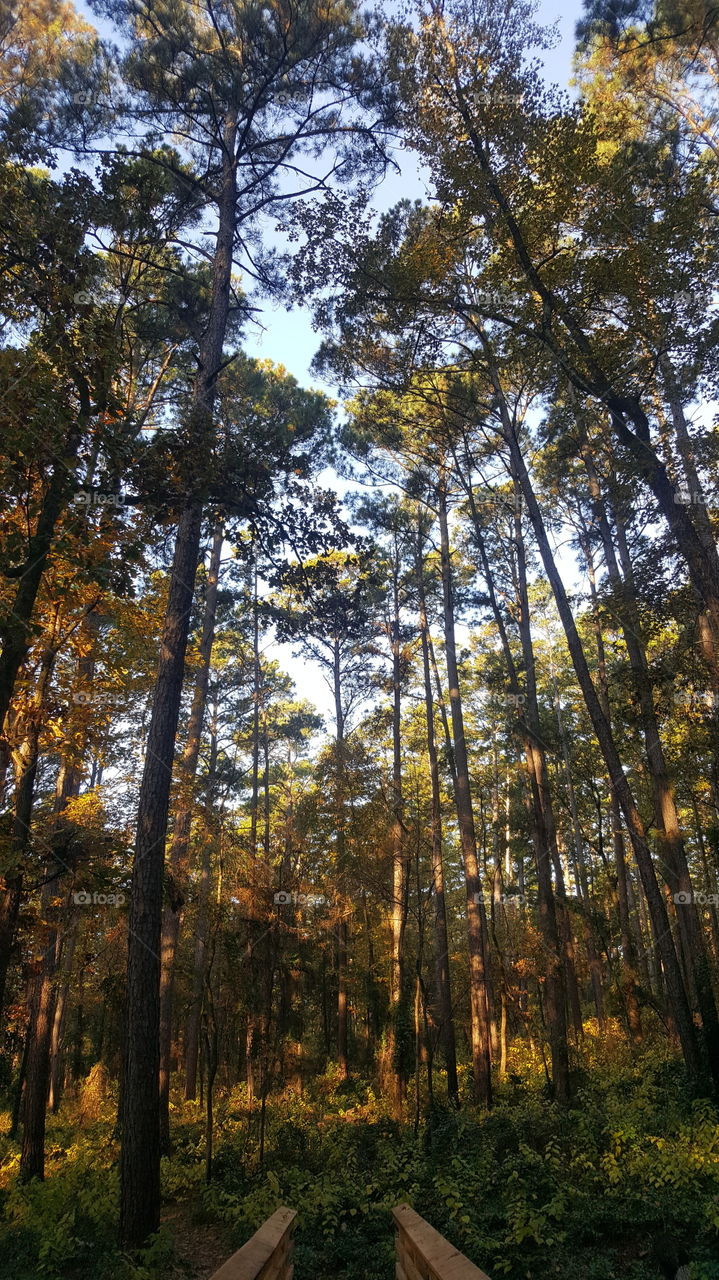 pine forest
