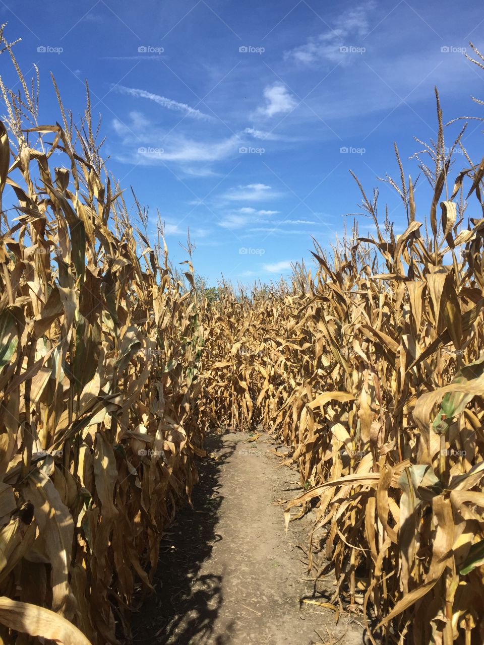 Fall cornmaze in Indiana