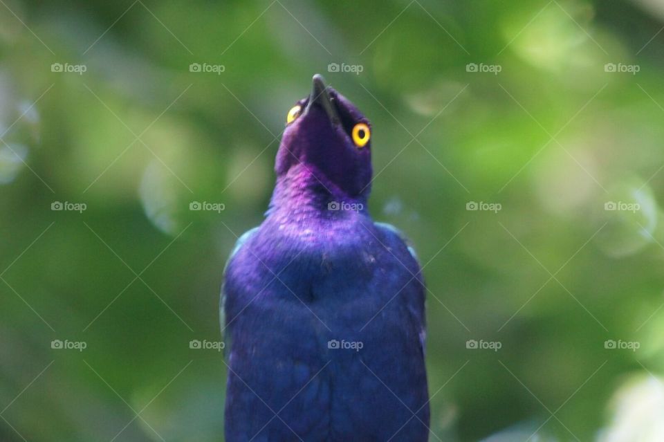 Purple Glossy Starling