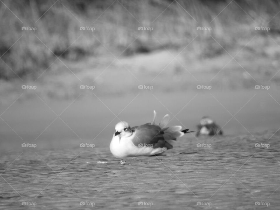 Relaxing all the other gulls