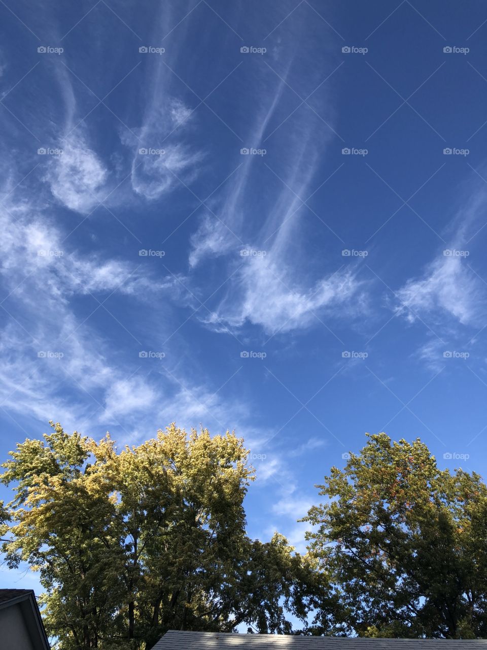 Lovely blue sky white trees shown and whispy clouds