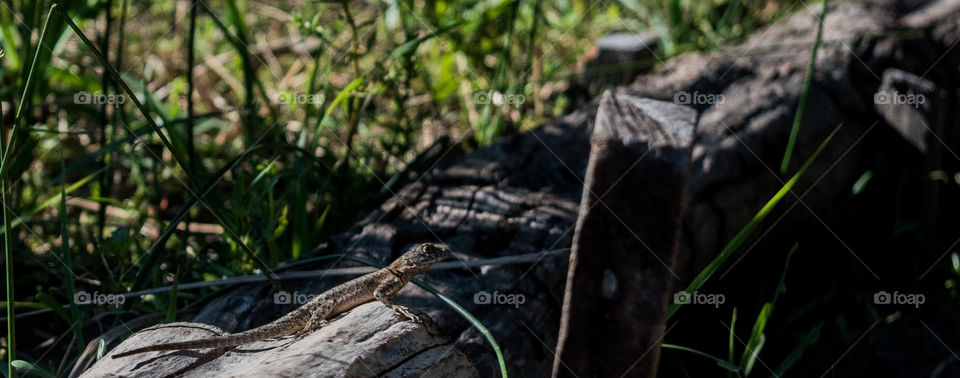 Nature, Reptile, Tree, Wood, Lizard