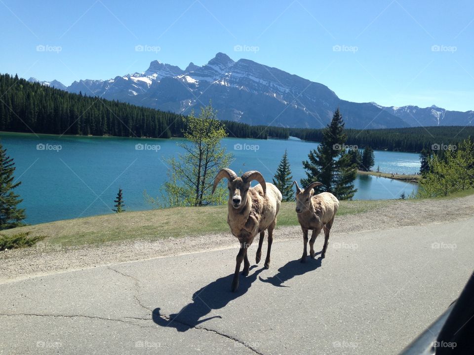Mountain sheep with views of Two Jack Lake 