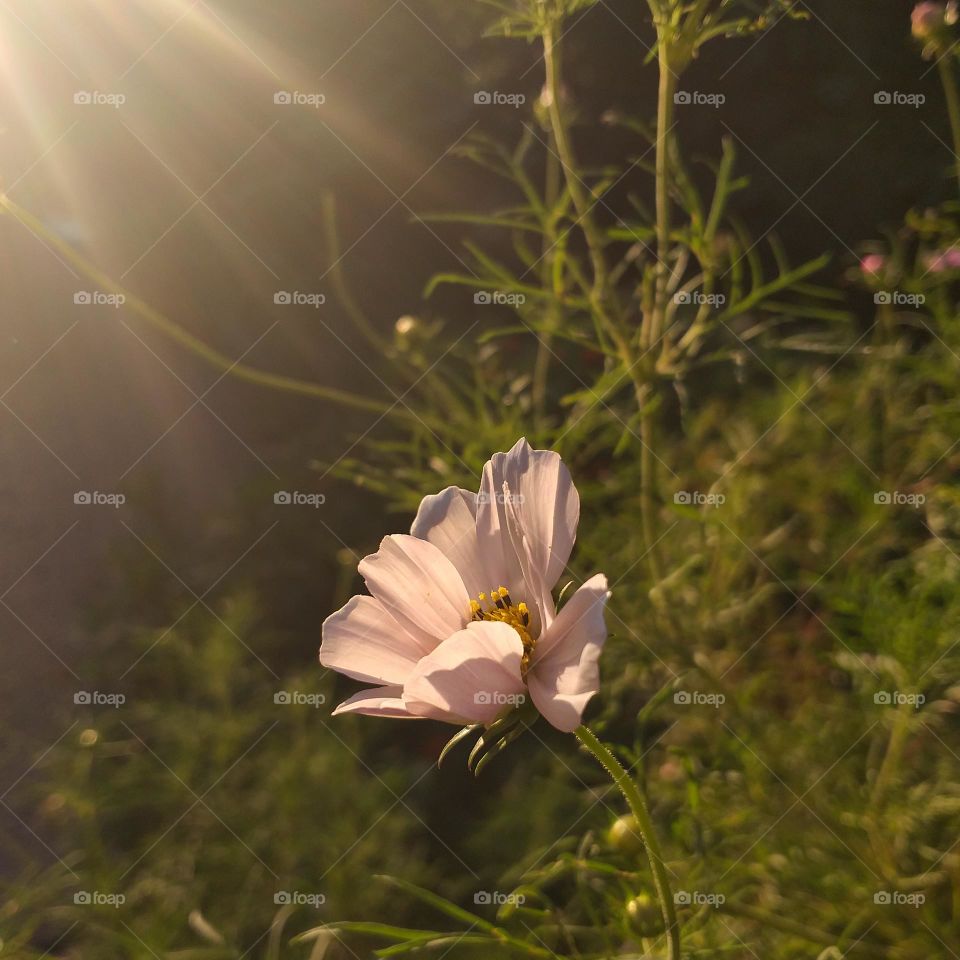 a small pink flower in the warm spring evening