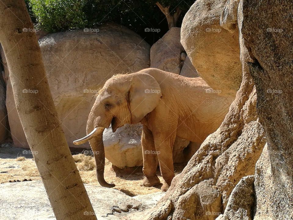 elephante