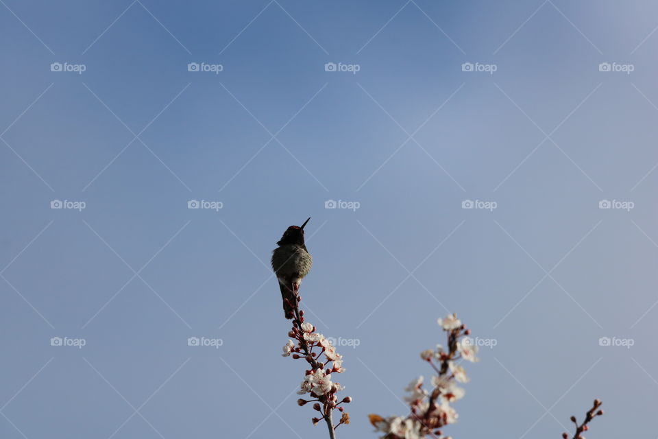 Hummingbird perching 