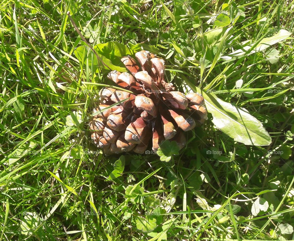 pine cone