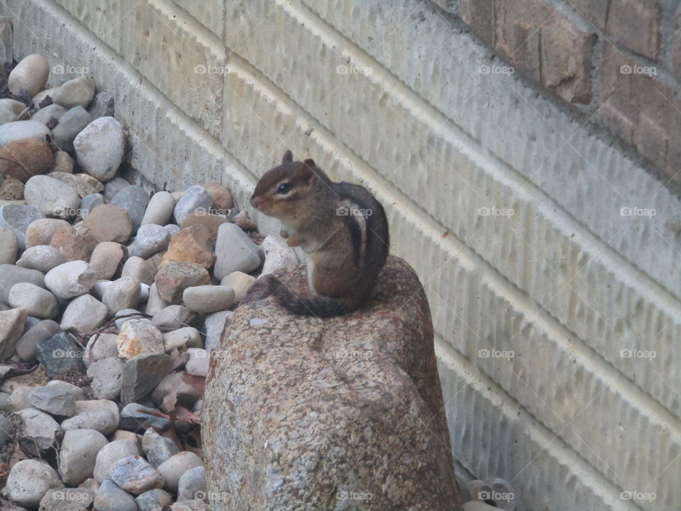 Chipmunk lookout 