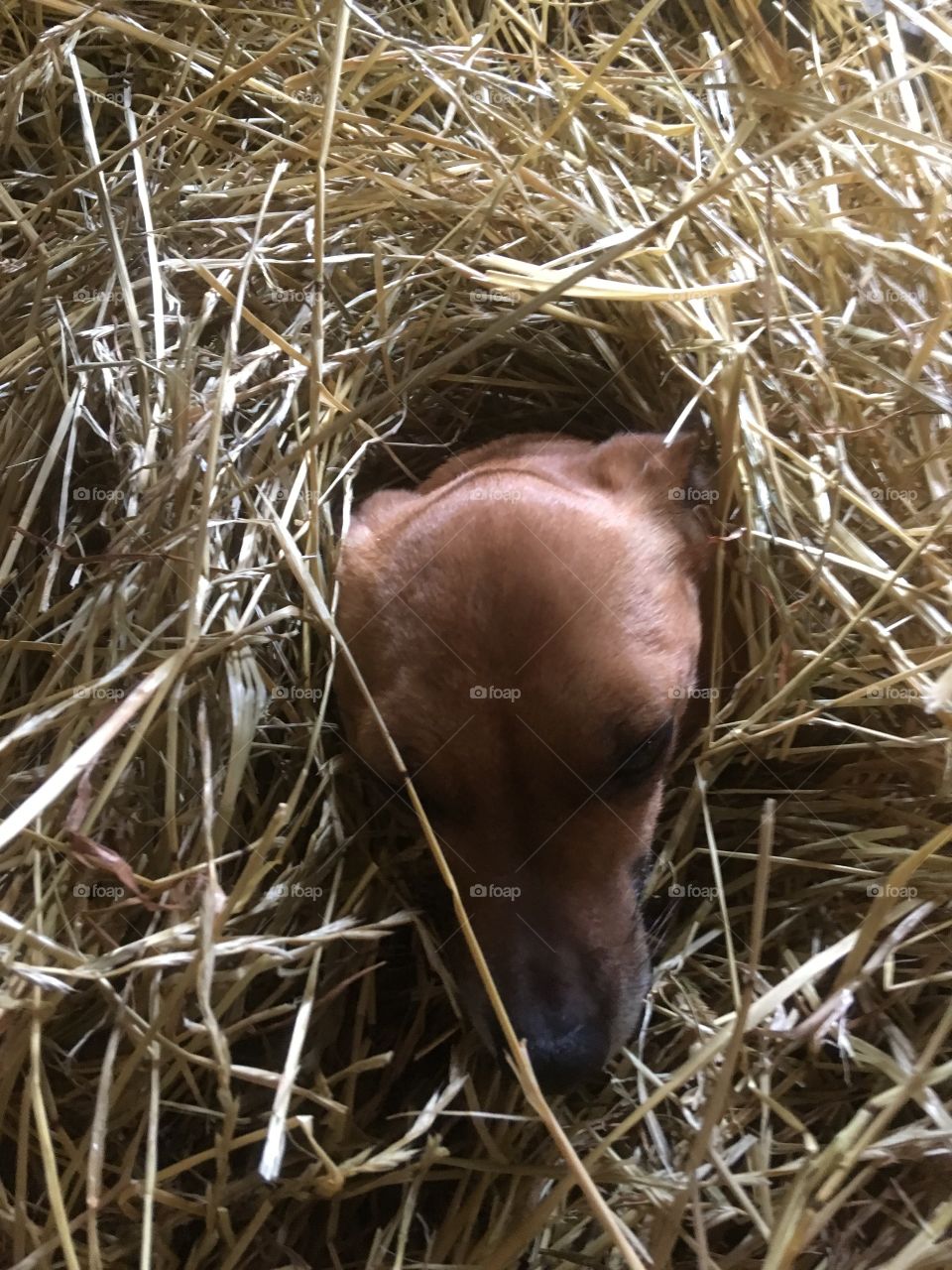 Chihuahua pretty head in a nest of straw