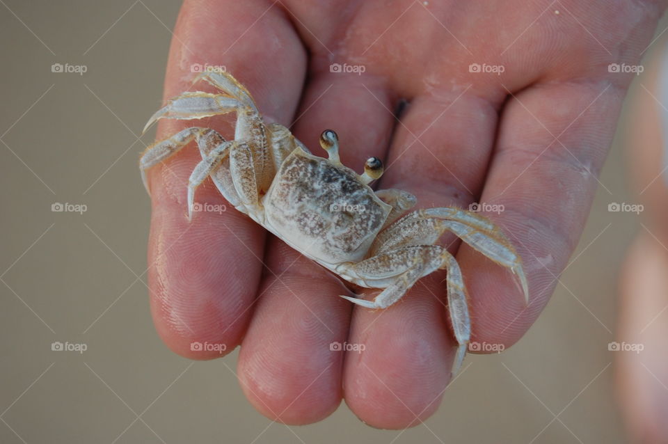 Beach crab