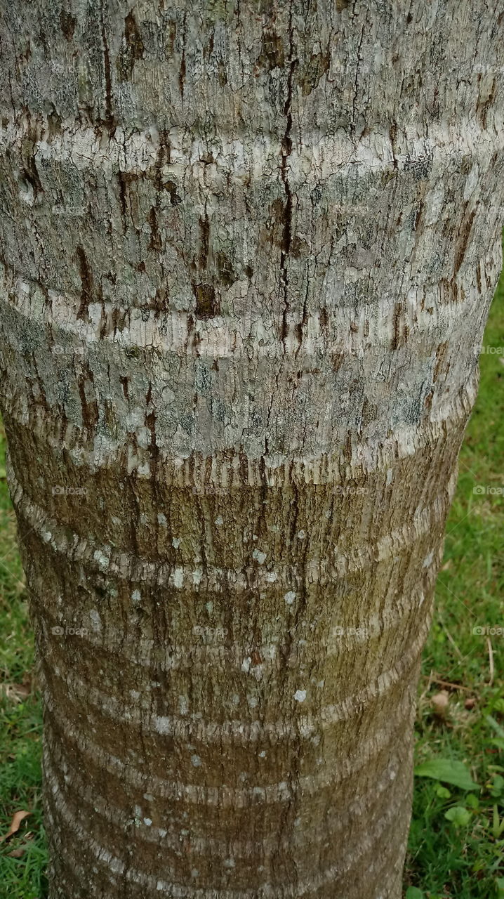 TRONCOS TRONCO ÁRVORE