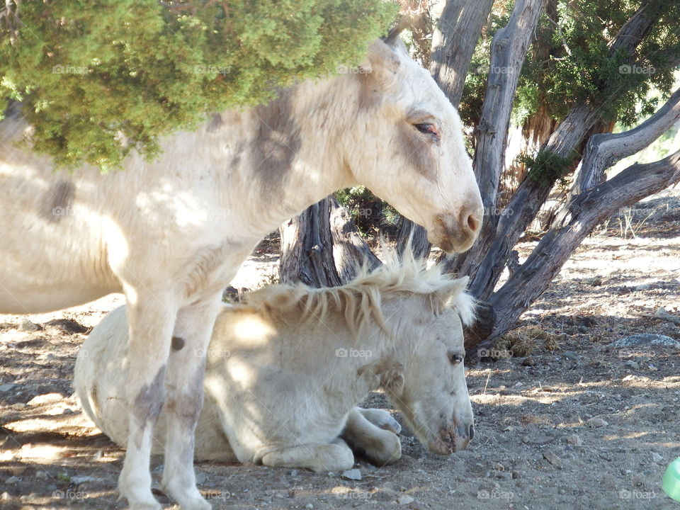 Rescued white donkey and white mini horse chilling in the shade.