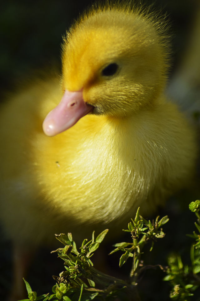 Baby ducks
