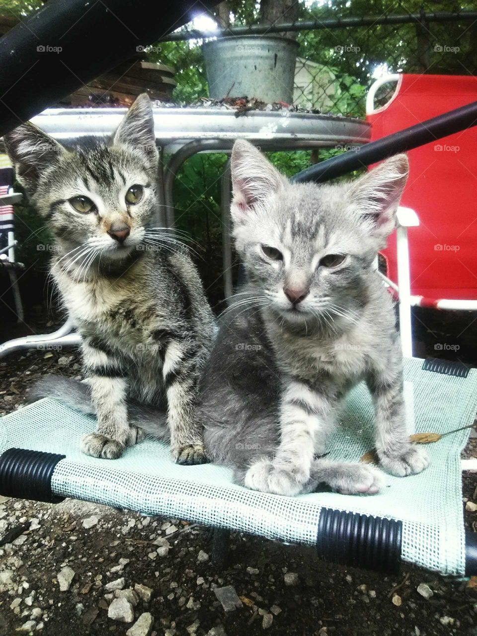 twin kitties
