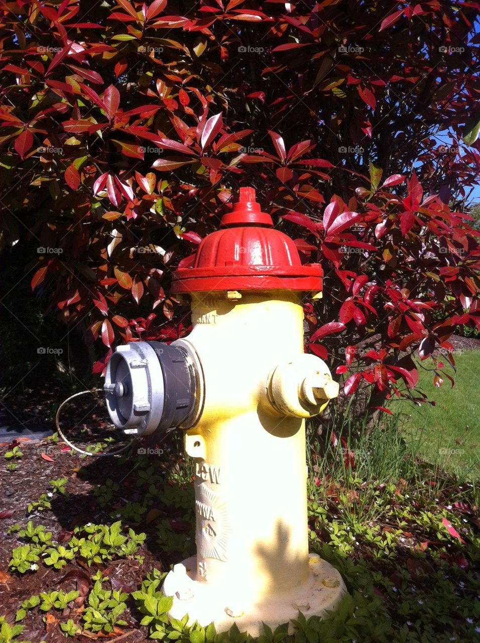 Matching Hydrant