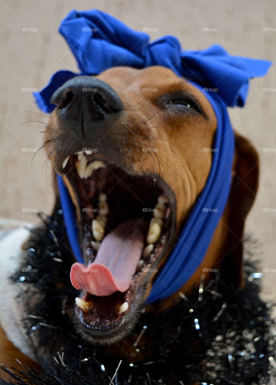Dog yawning