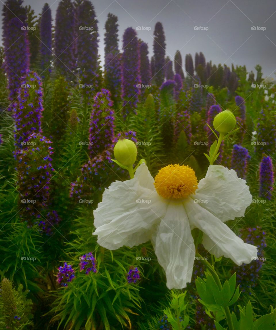 Foap Mission Springtime! Unique Springtime Bloom Brilliant Colors!