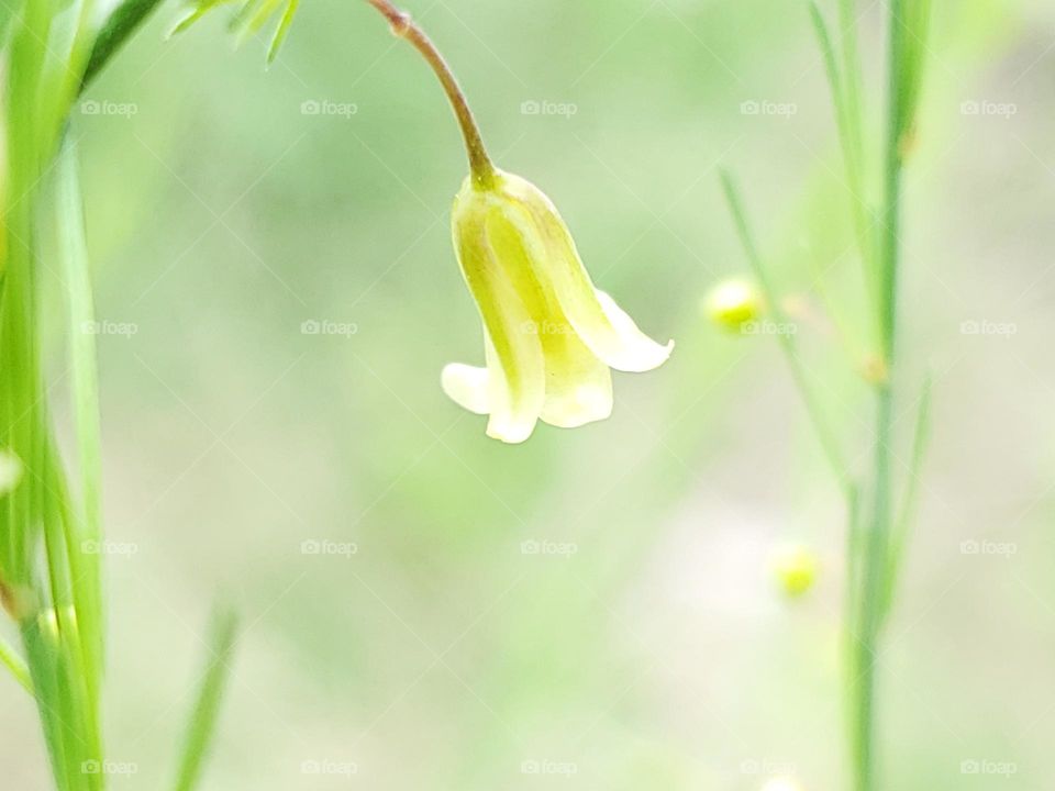 Closeup of a small Spring bell shaped flower.