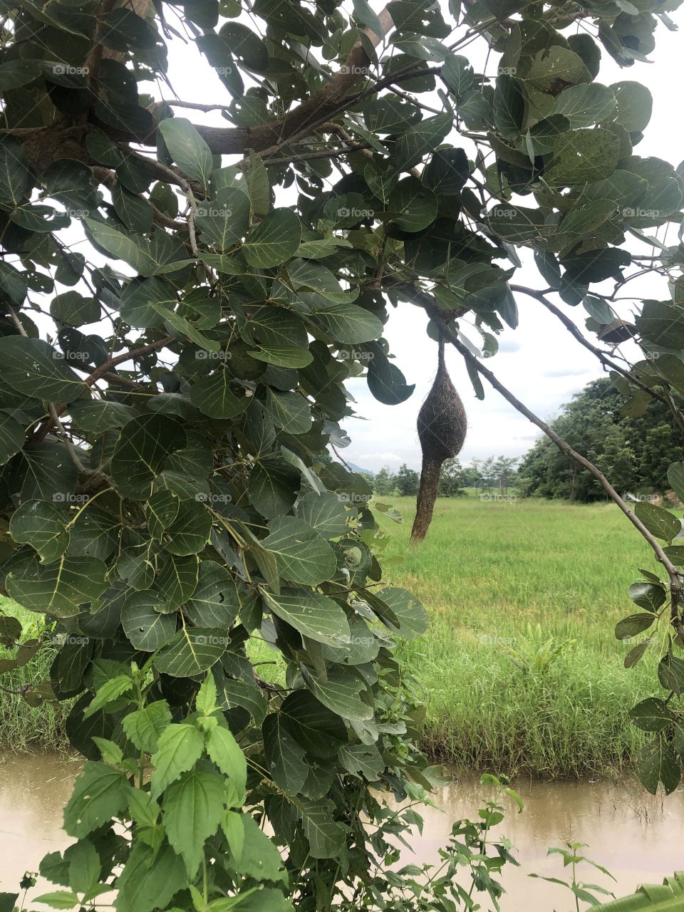 The signs of nature, My garden ( Countryside)