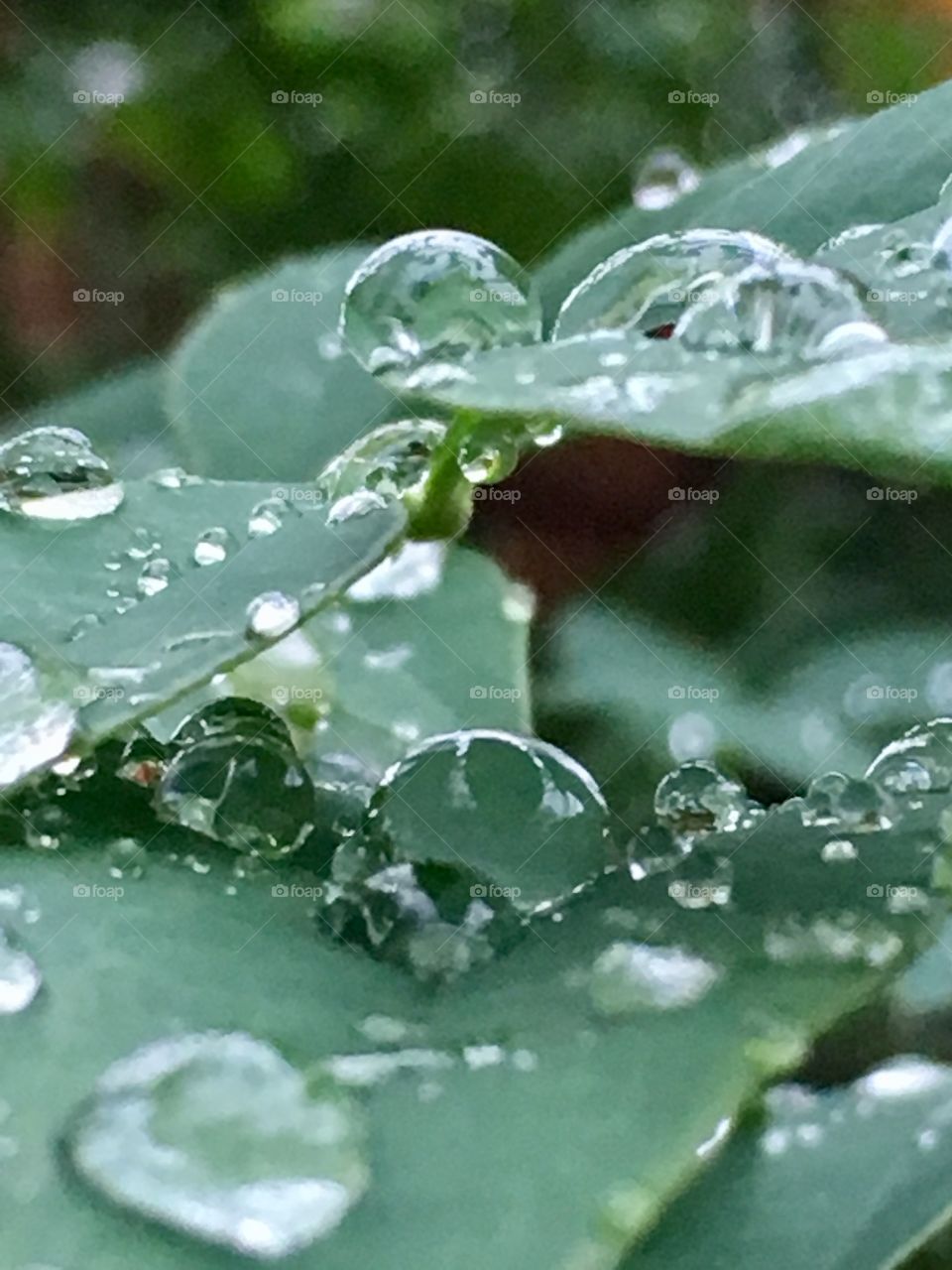 December raindrops 