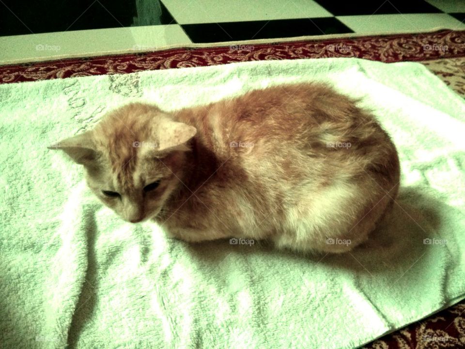 Garfield after bath