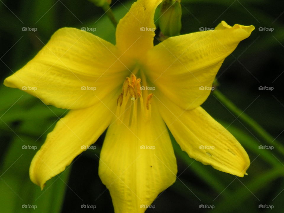 Yellow Lily closeup 