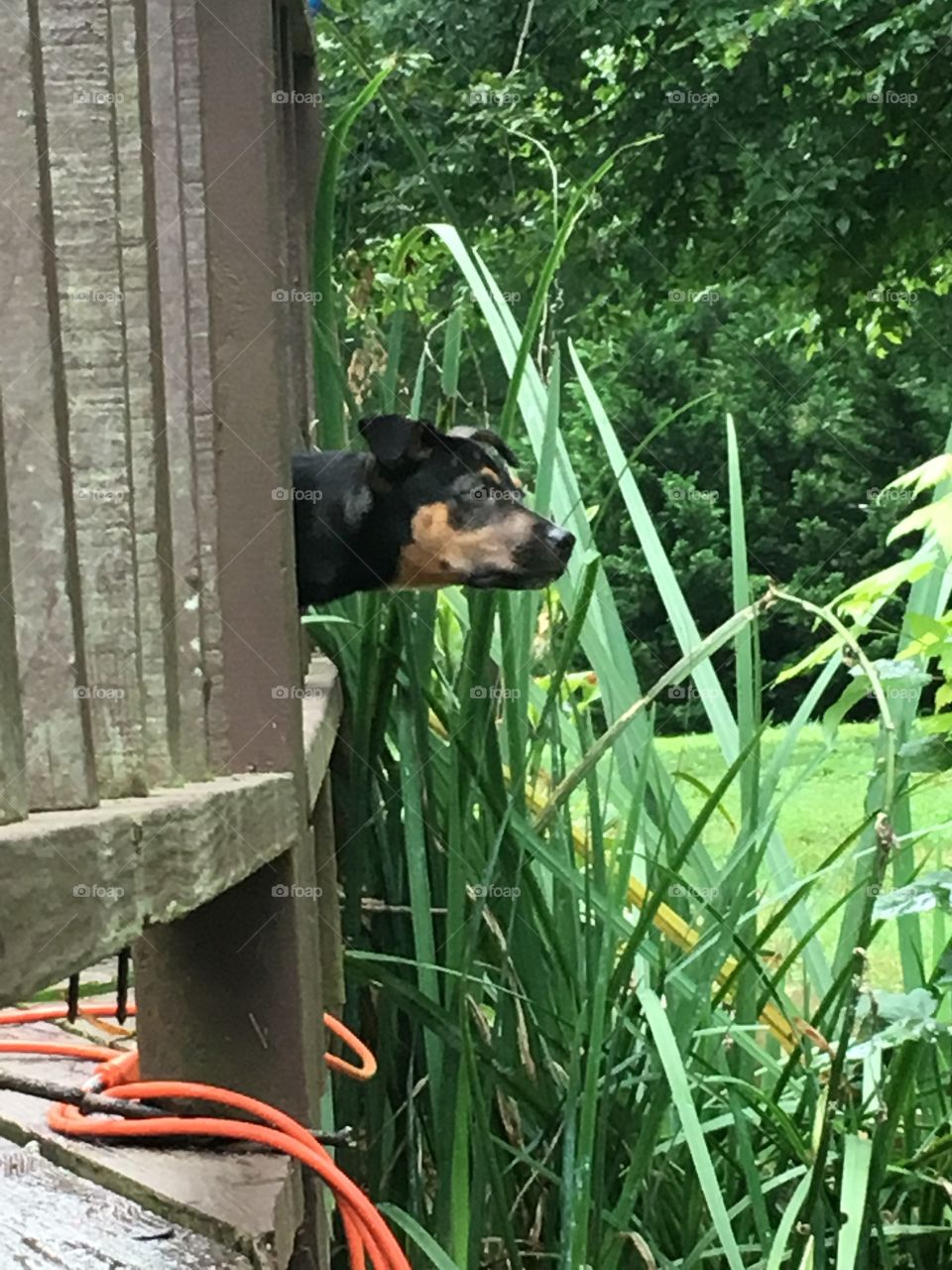 Dog looking off of back porch. 
