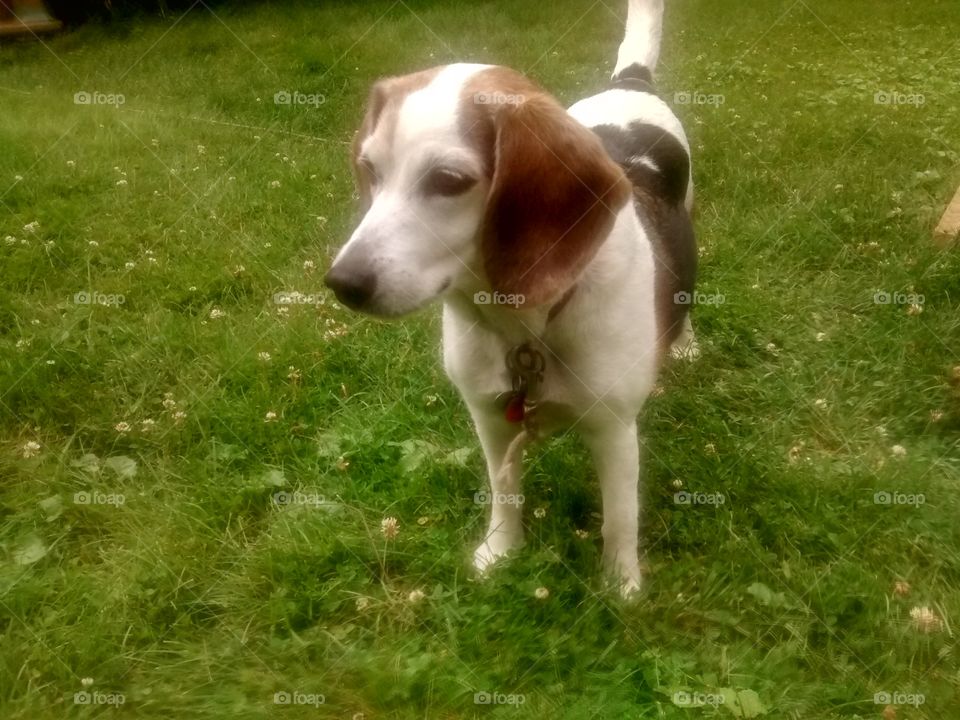 Cléo Beagle looking in the garden