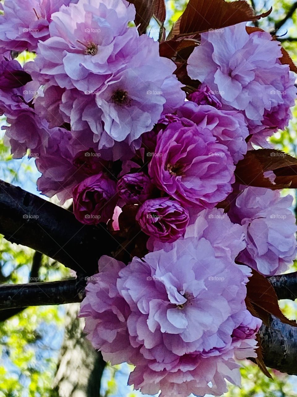 Cherry blossom cluster 