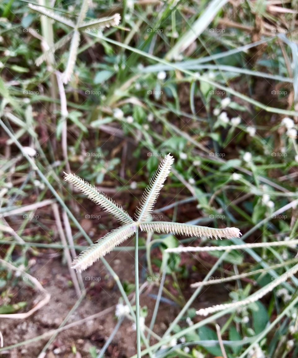 Indian grass flower