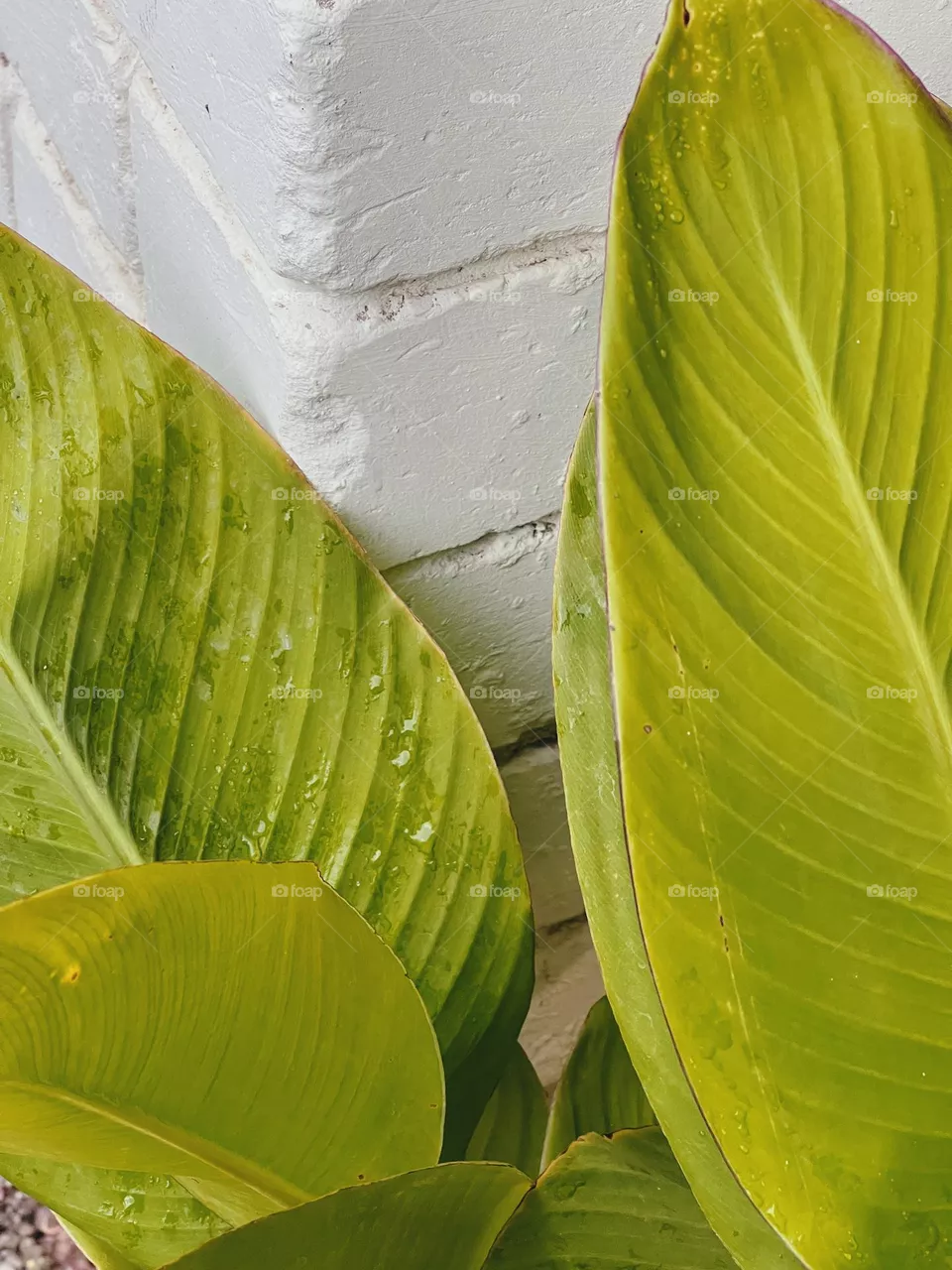Palm leaves on a white wall