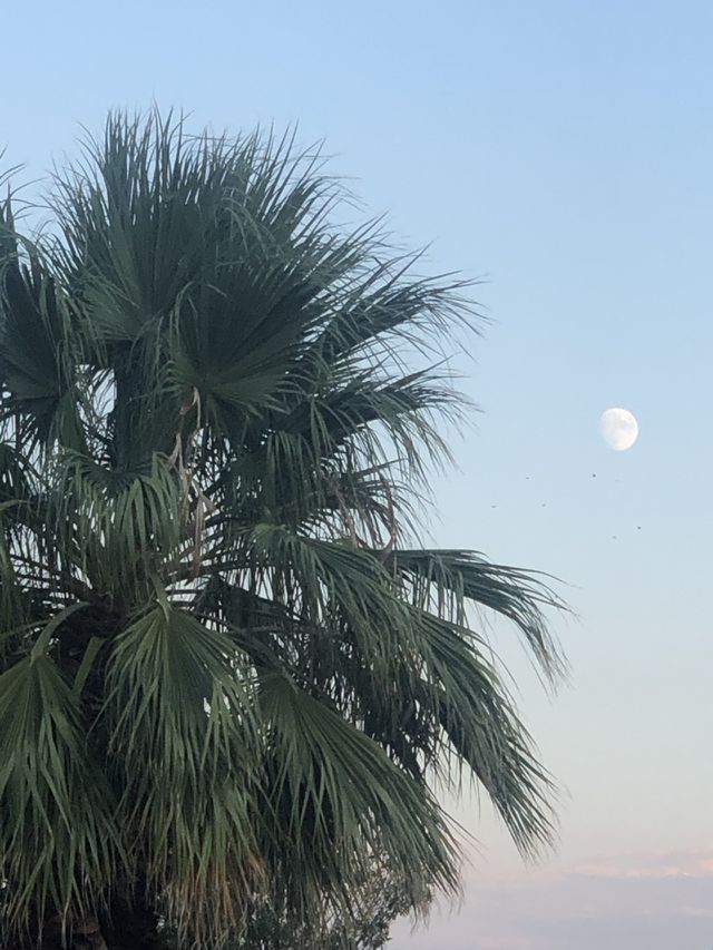 Palm