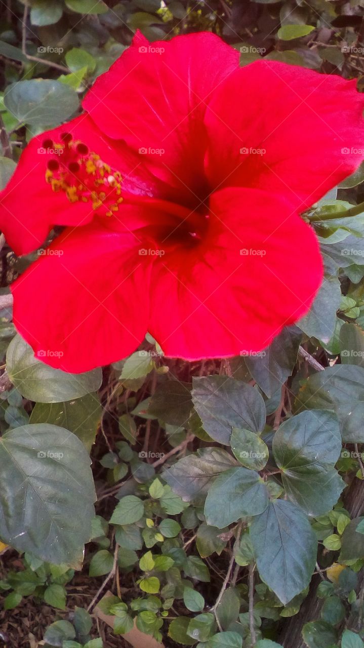 Nature with red  wildflower