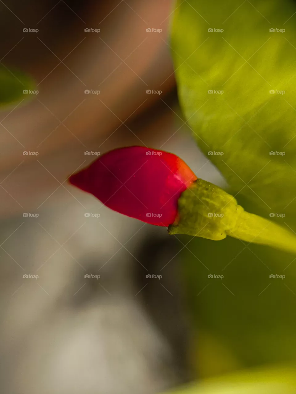 Chilli