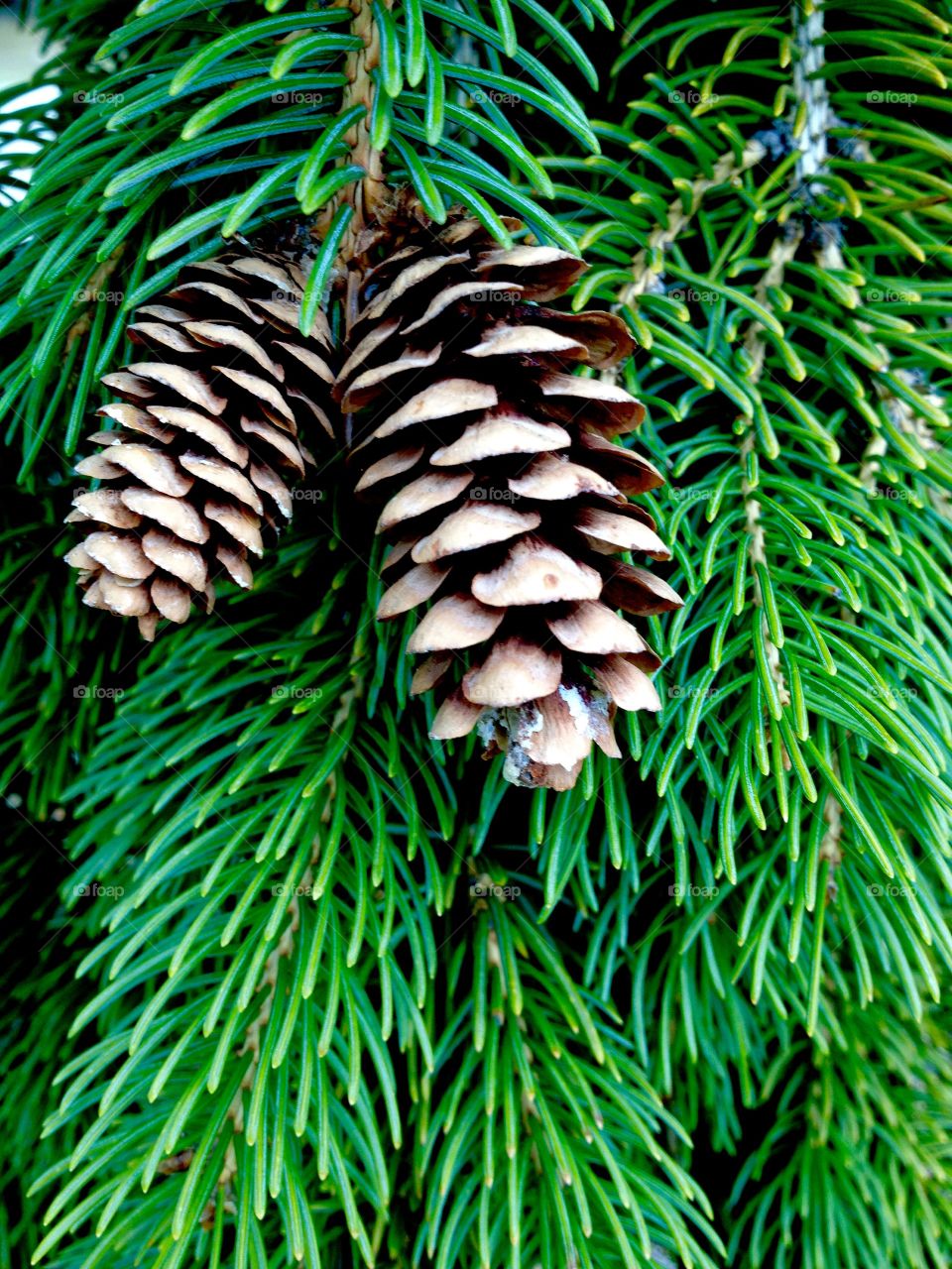 Pinecones and Needles