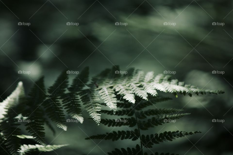 Natural light on a fern