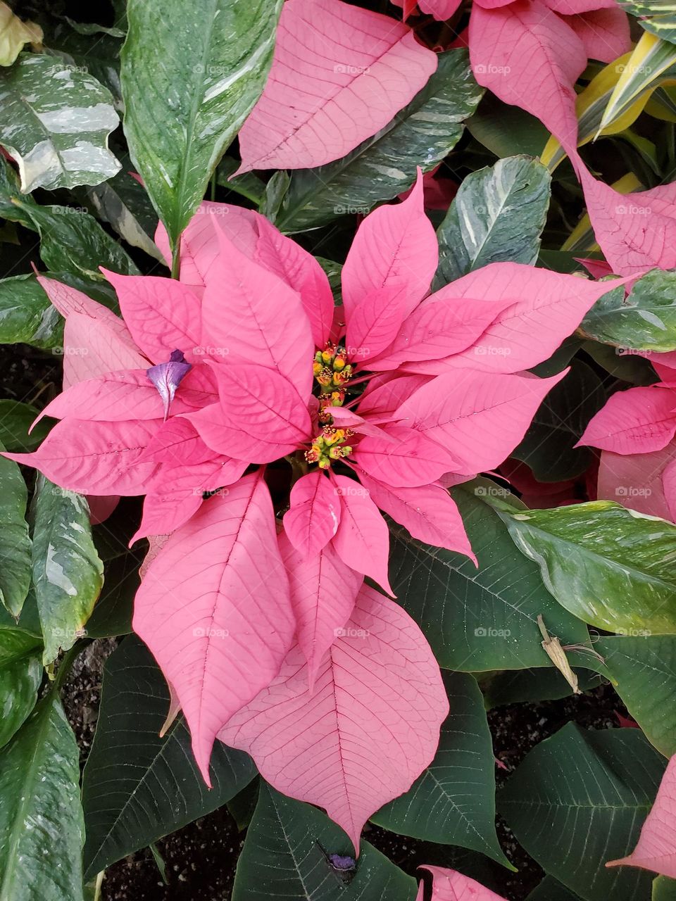pink poinsettia