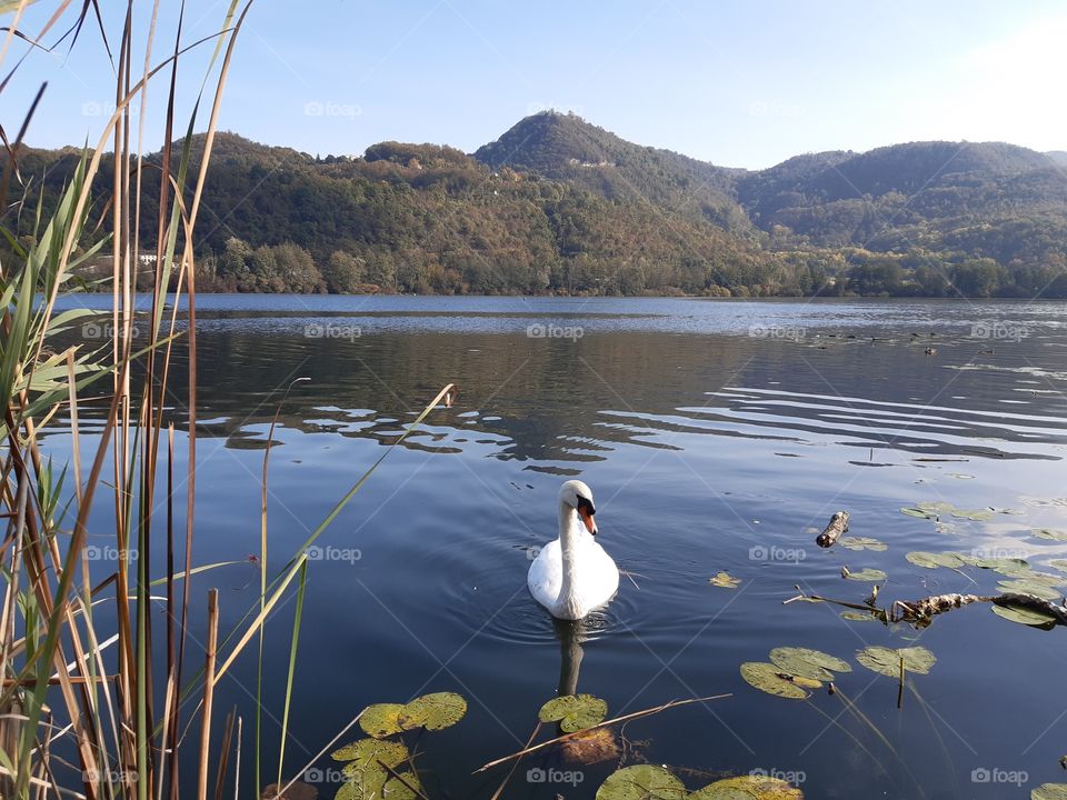 a wonderful swan swimming in the lake