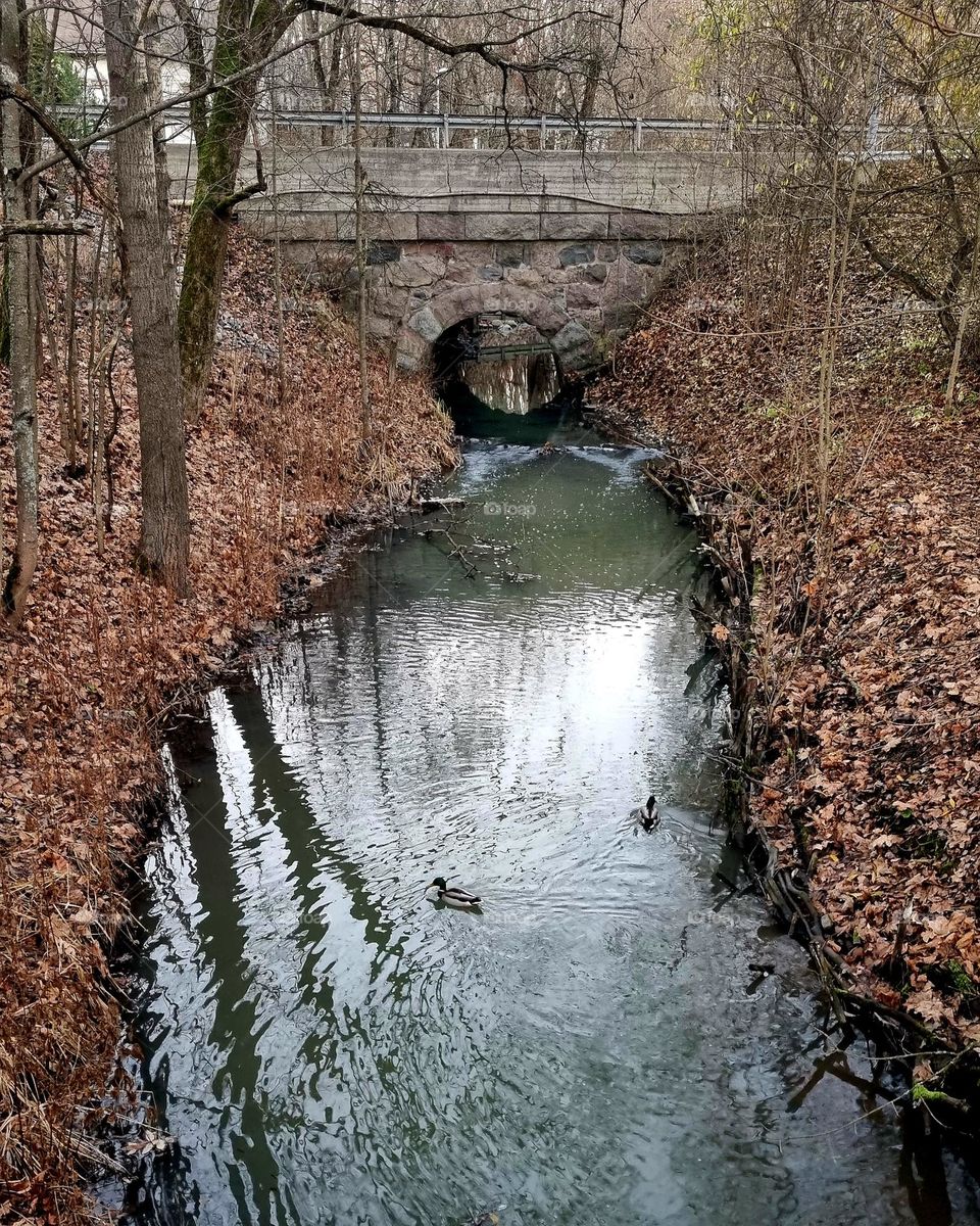 Ducklings swimming in a stream in autumn