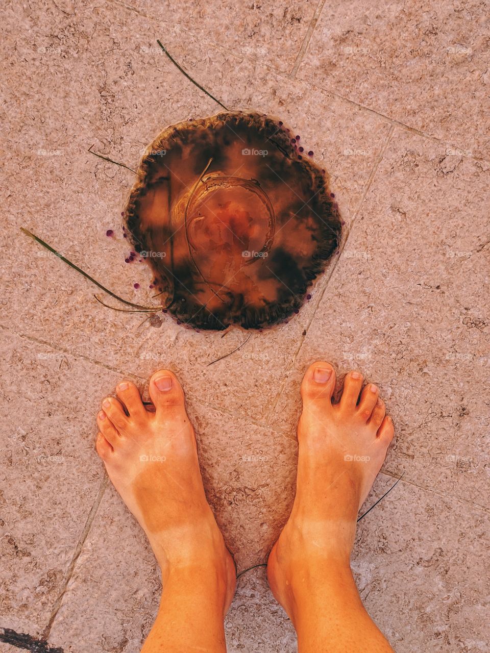 Jellyfish in the setting sun