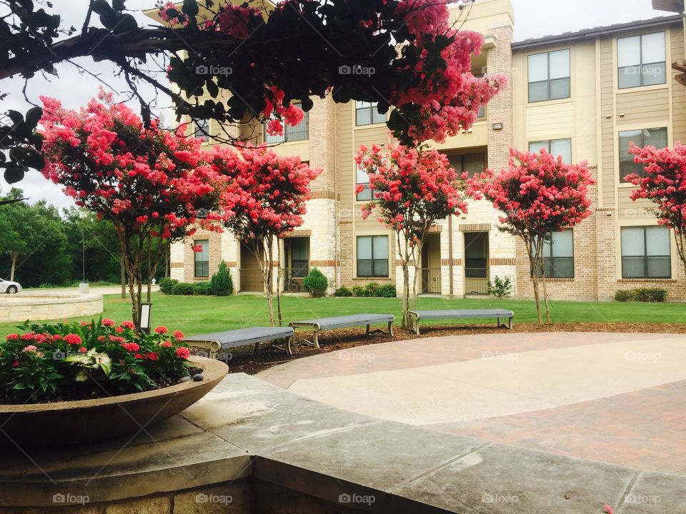 Trees blooming